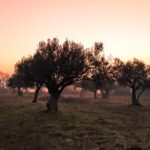 arbres oliviers