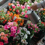 lart-darroser-les-plantes-de-balcon-conseils-et-astuces-indispensables