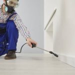 infestation-nuisibles-pourquoi-attendre-reagir